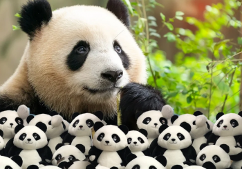 29 janvier 2026 : conférence information-communication / analyse approfondie de la stratégie chinoise de diplomatie numérique du panda